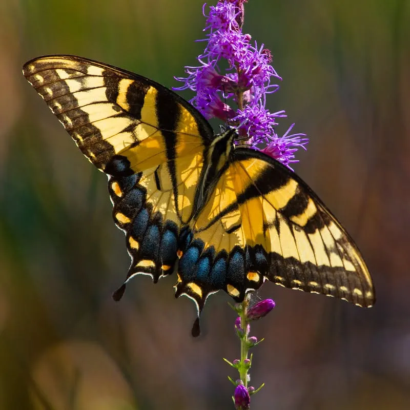 Discovery Day: Butterflies