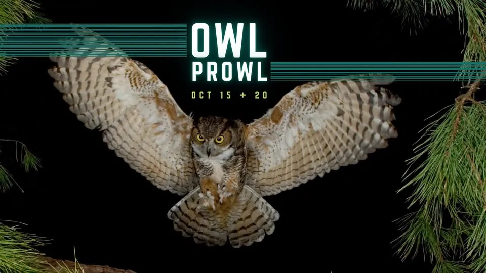 Owl Prowl (Night 1)