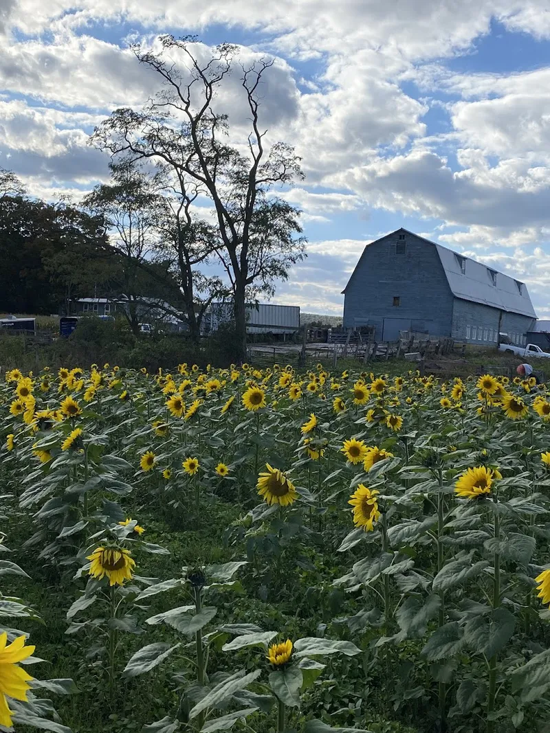 Pierson's Farm, a family place for making memories!