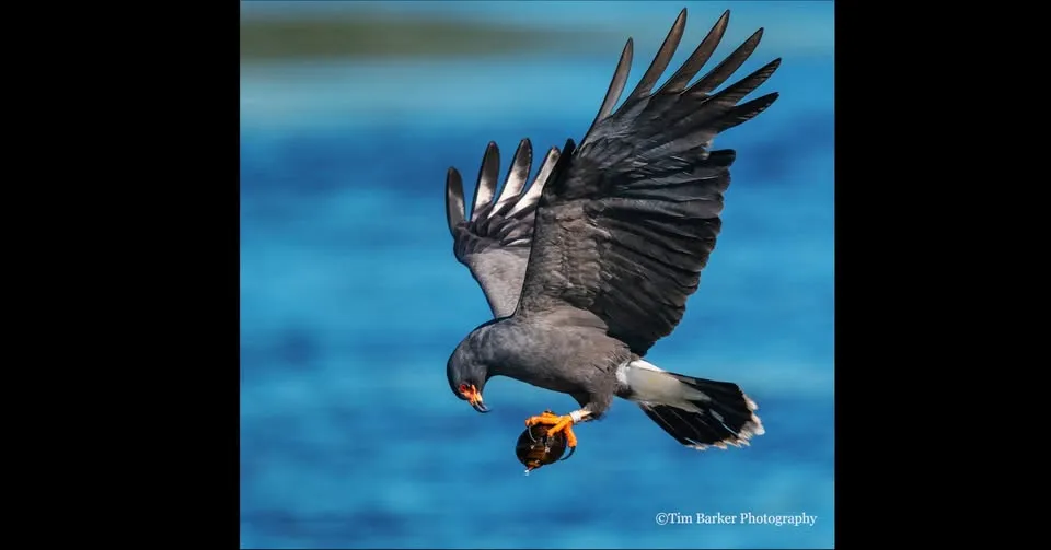 Hilary Flower Presents: The Bird That Saved Itself
