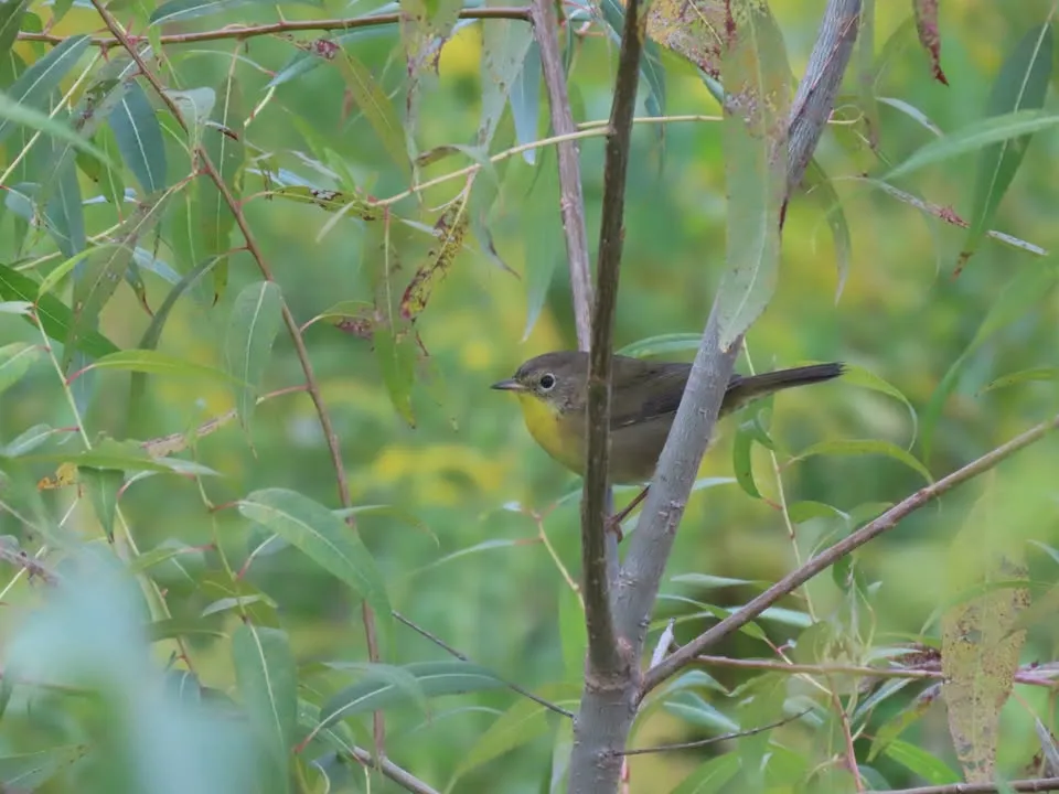 Fall Birding at the Sterling Nature Center Fri. Oct. 9, 10am; Sat. Oct. 10, 1pm; Sun. Oct. 11, 10am