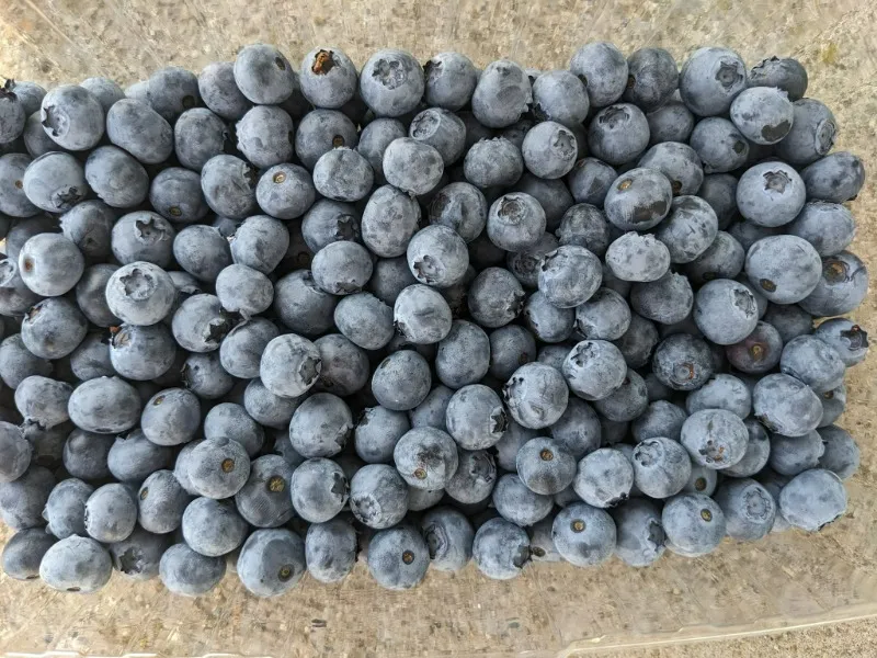Blueberries on Sanborn