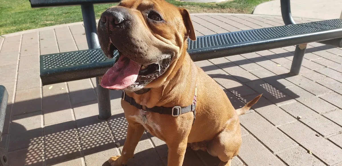 Pioneer Dog Park