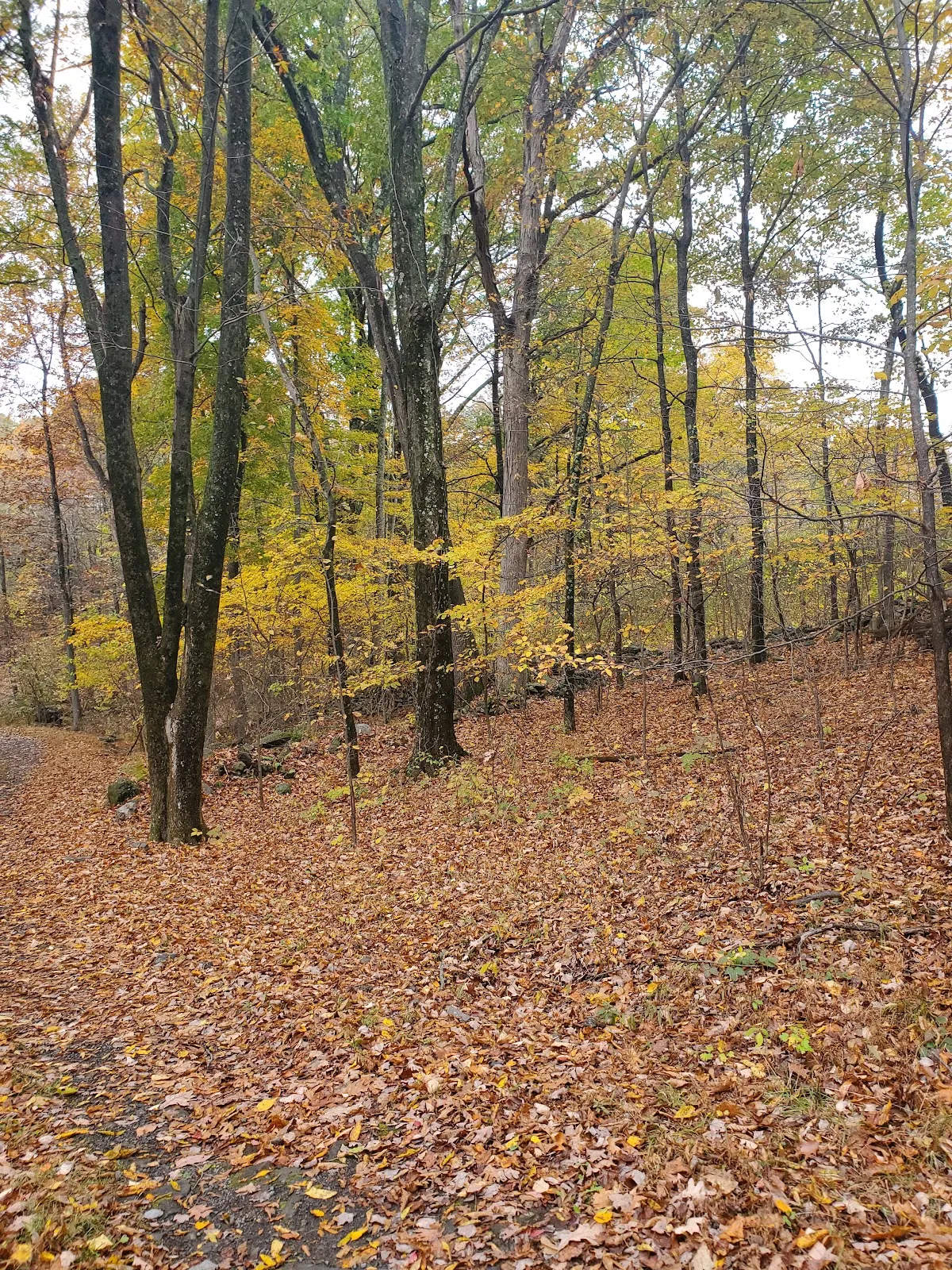 Town of Greenville Park