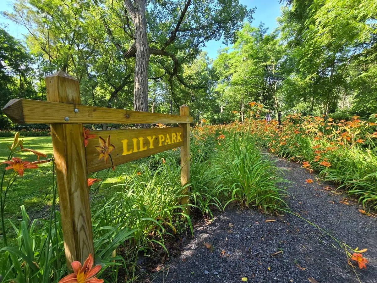 Lily Park