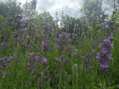 Raven Crest Botanicals