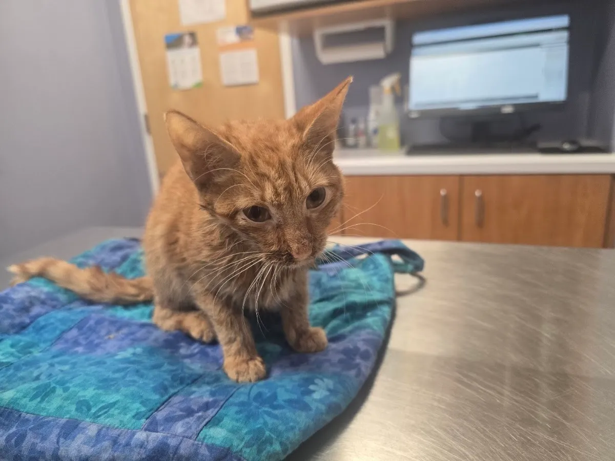 Hewitt Animal Hospital, A Thrive Pet Healthcare Partner