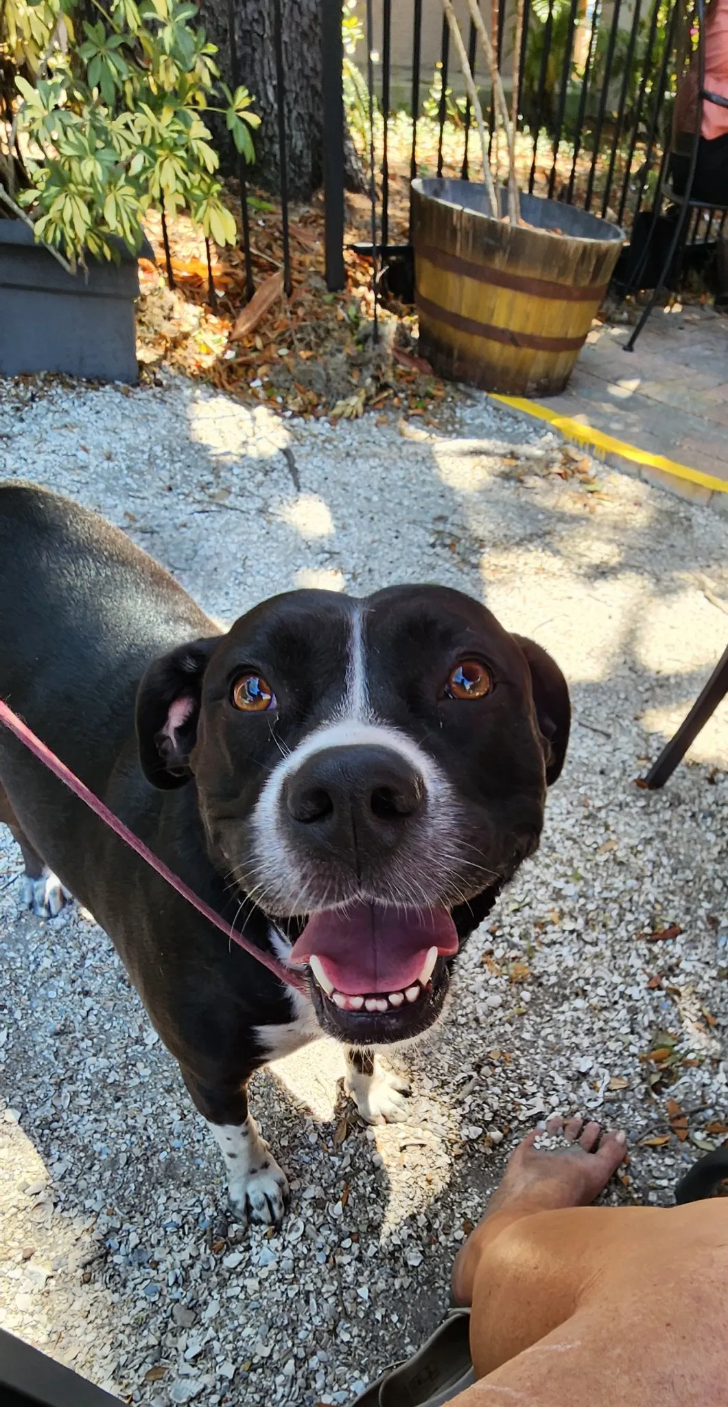 Hernando Animal Hospital