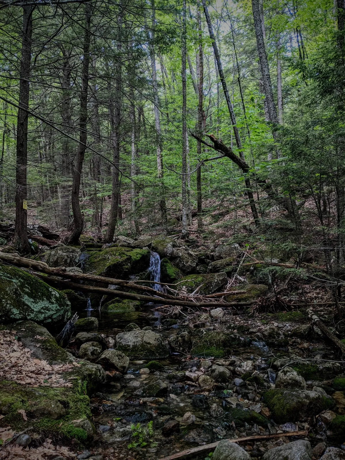 Newbury Trail