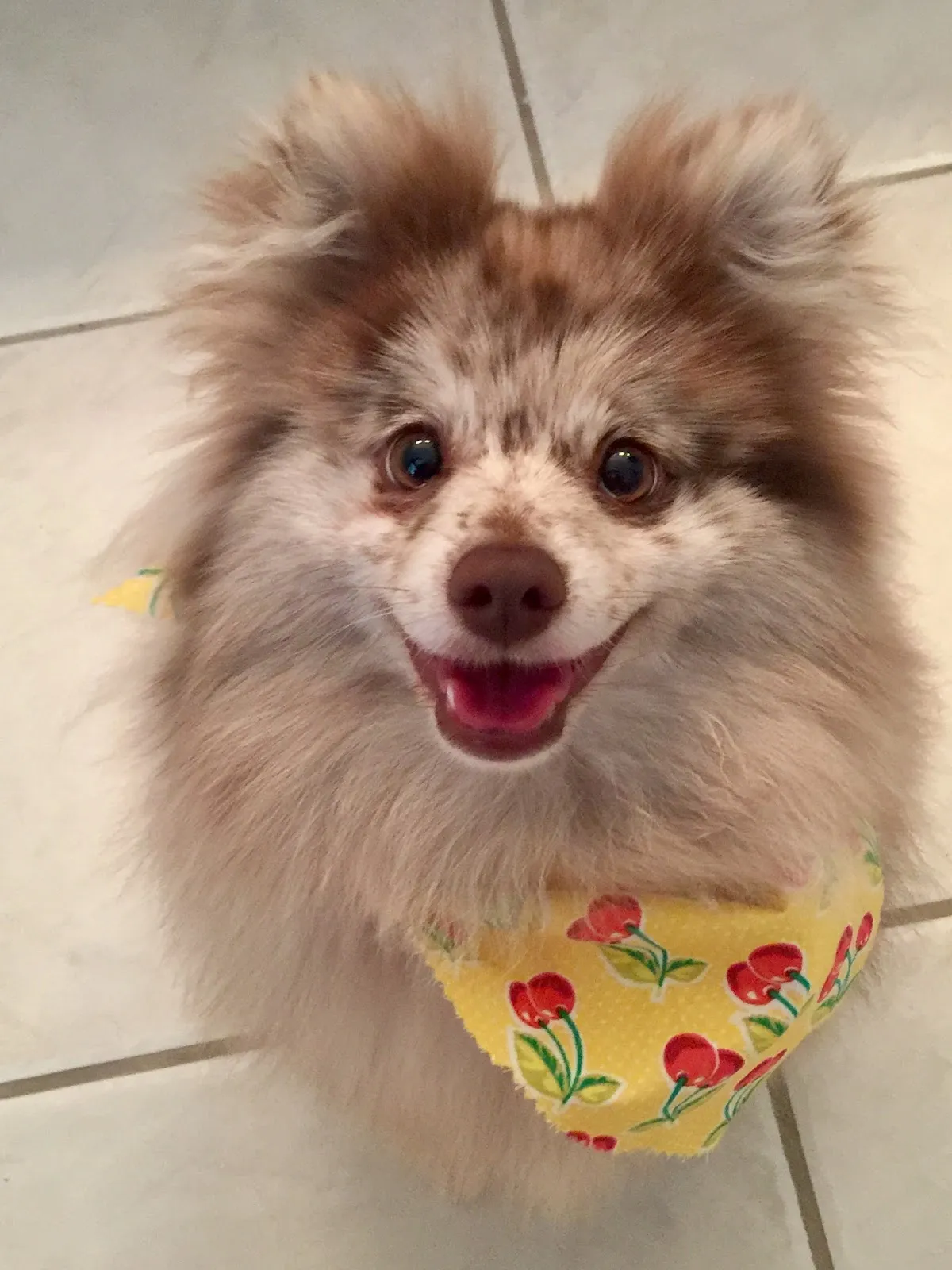 Brooksville Pet Grooming