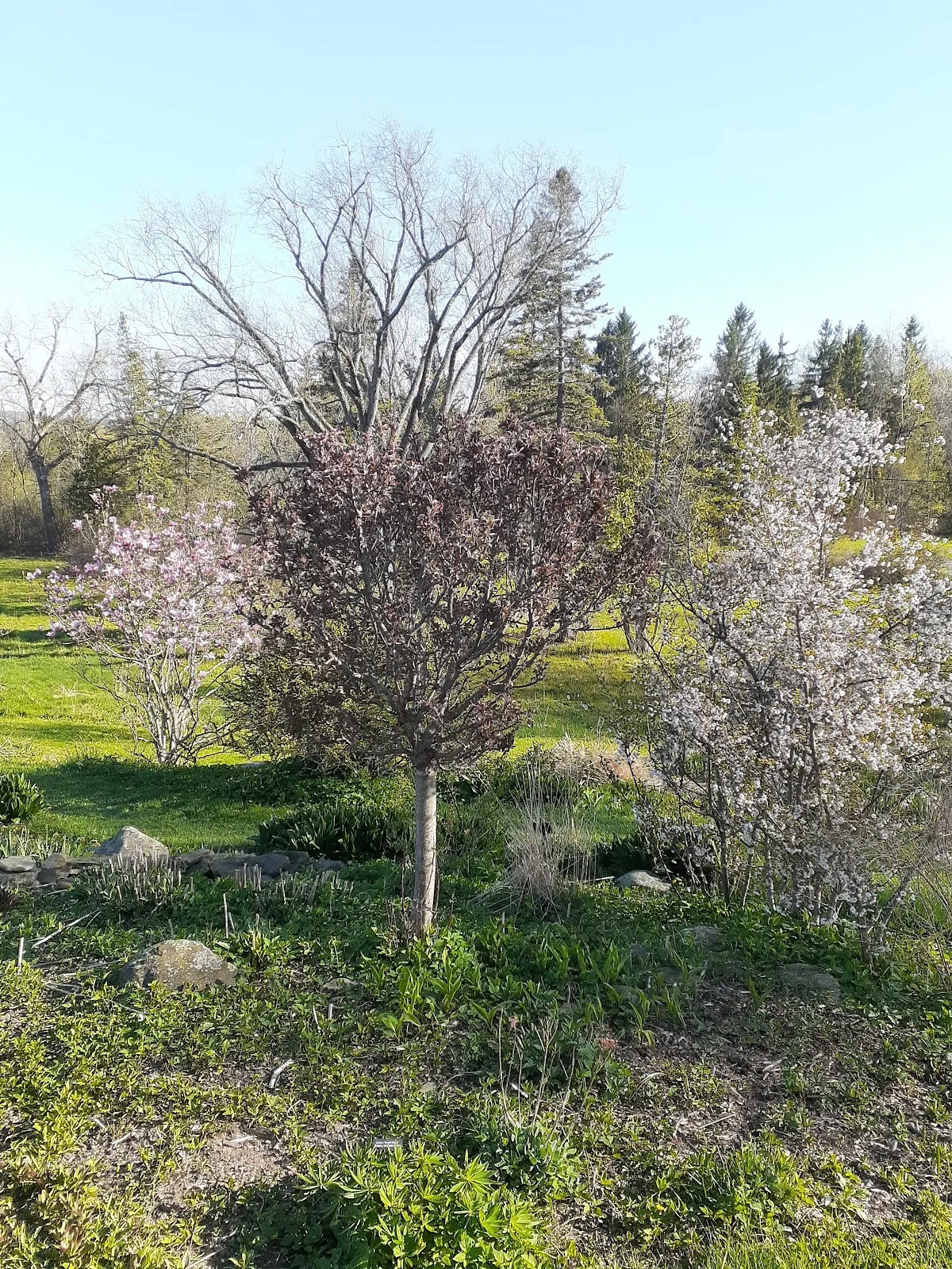 Landis Arboretum