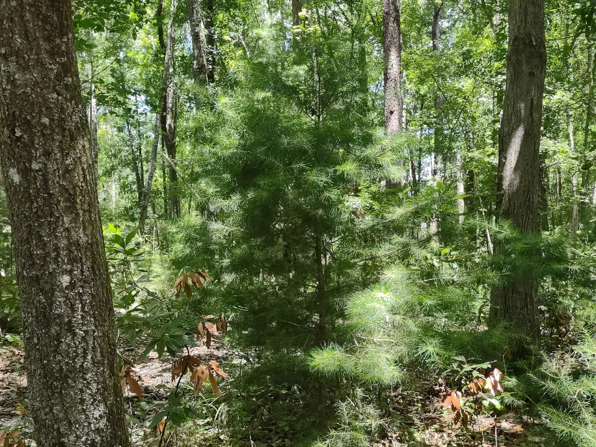 Oakbrook Nature Trail