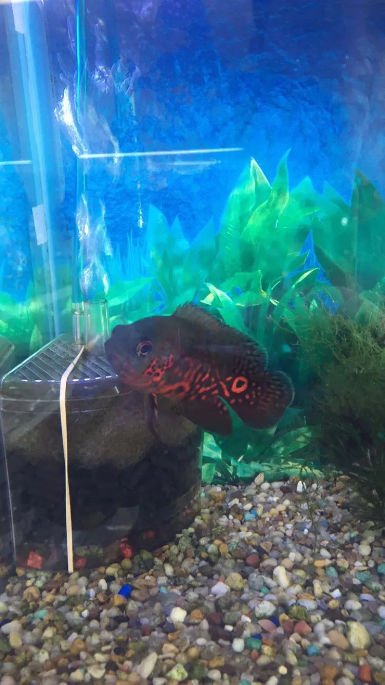 FISH TALES & FUR