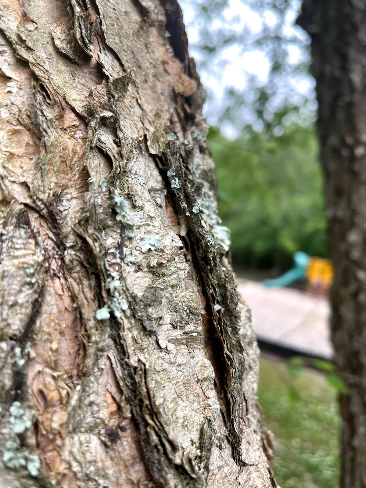 Ryan Creek Park