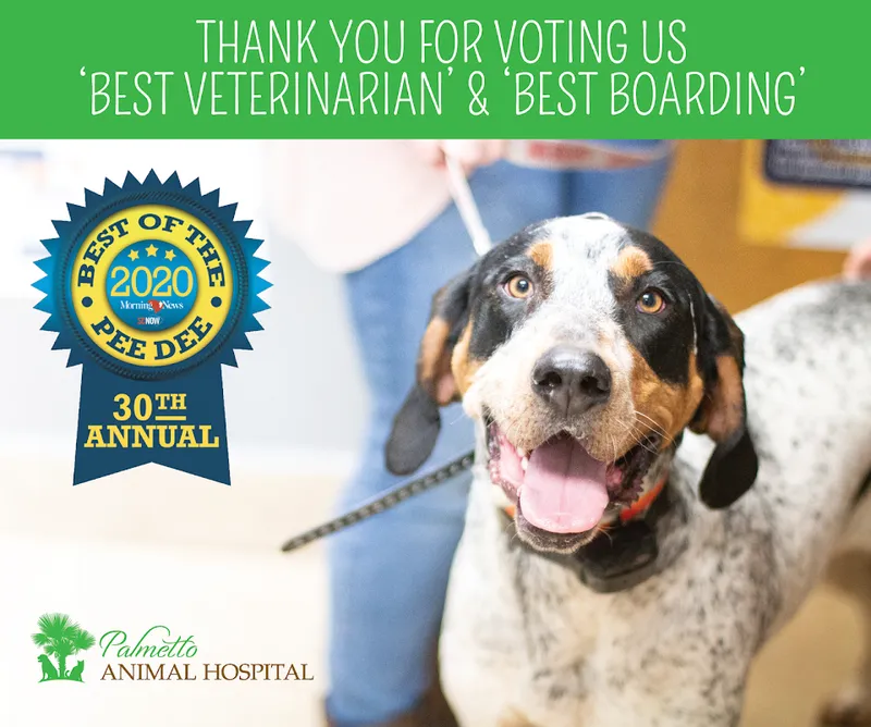 Palmetto Animal Hospital