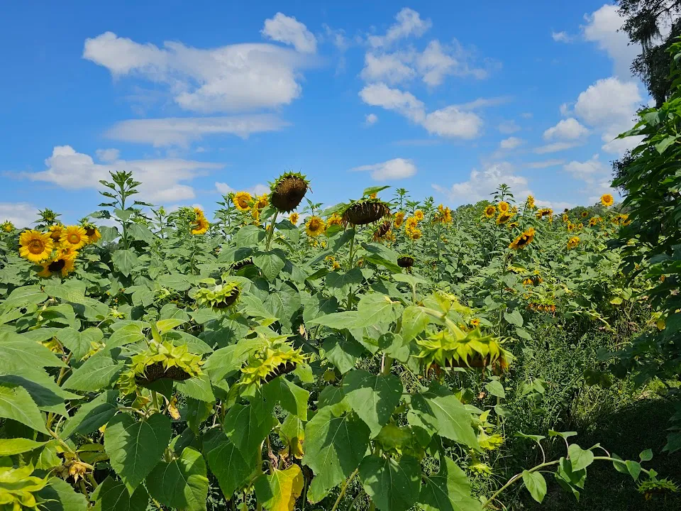 Sweetfields Farm