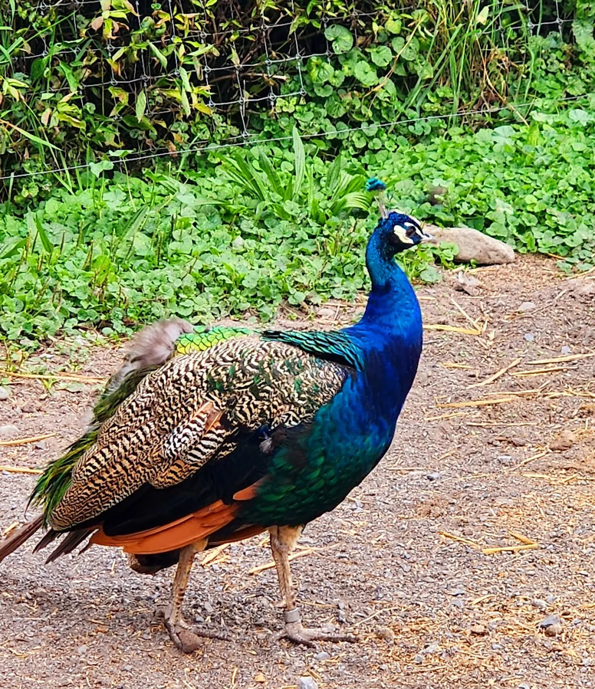 Broome Animal Sanctuary