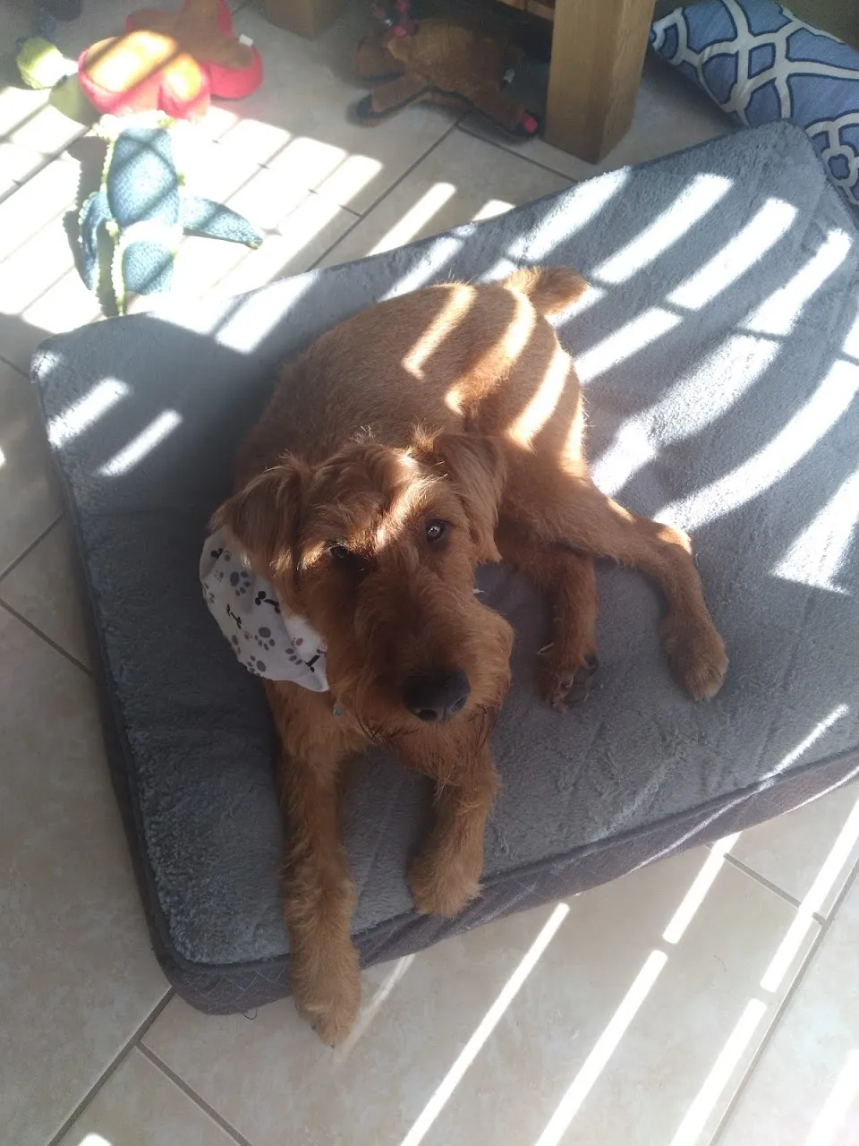 Pampered Pooch Parlor