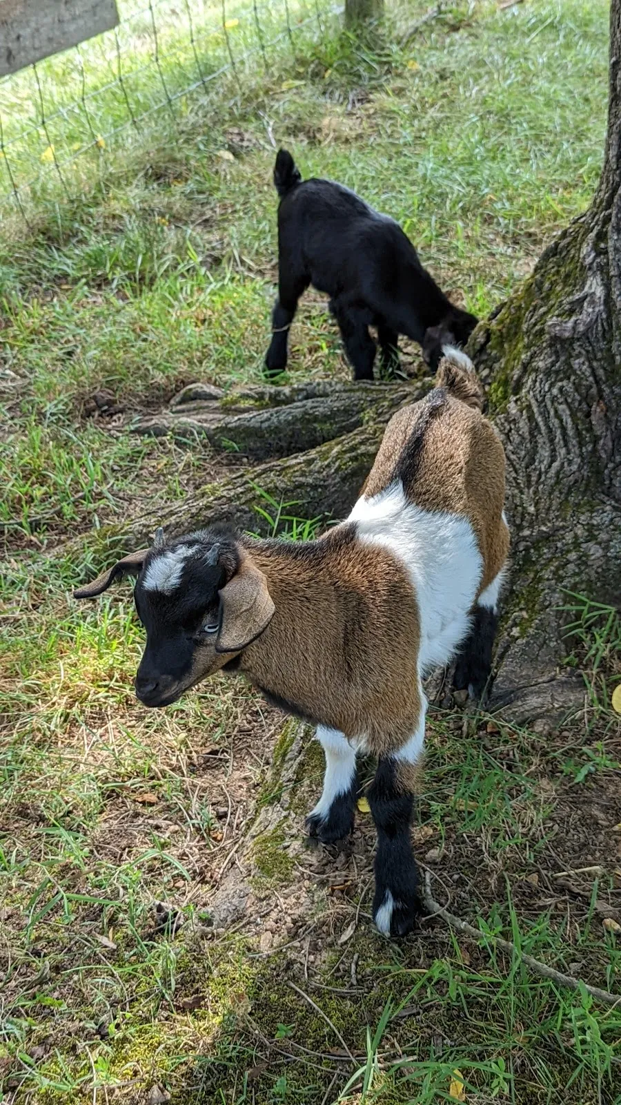 HeadAcres Farm