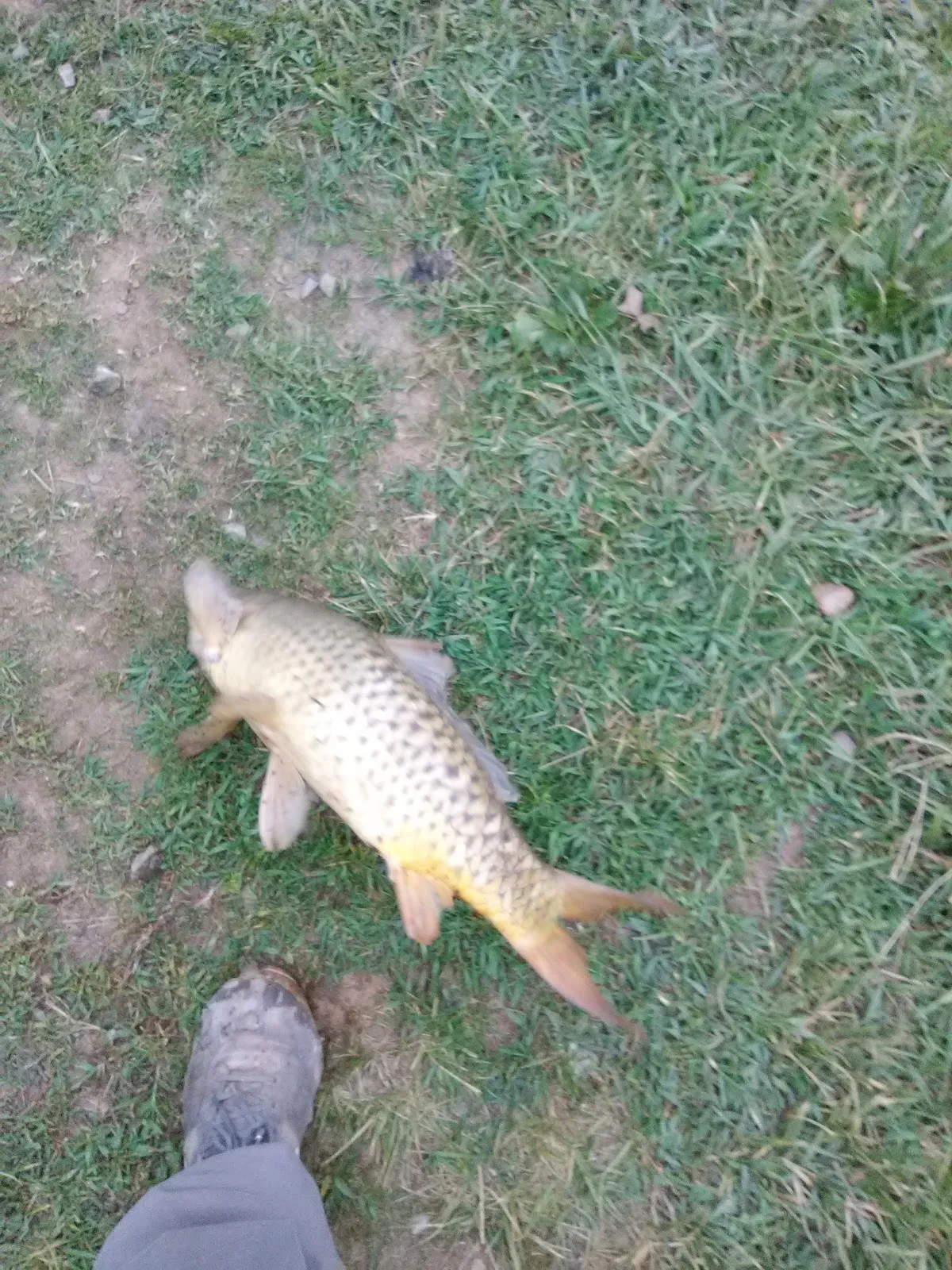B & B Carp Lake