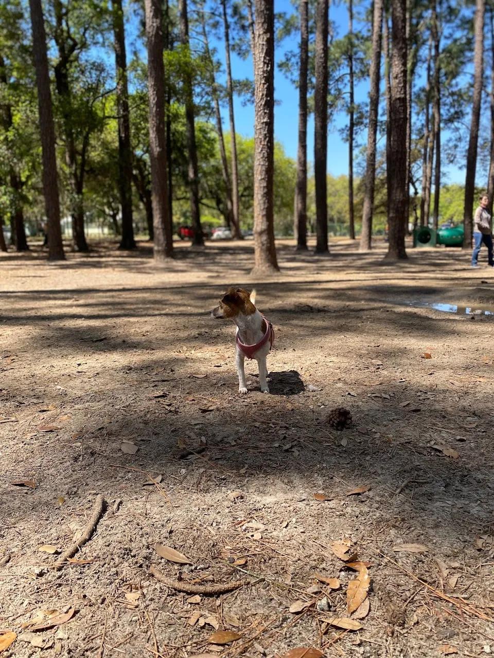 Daffin Park