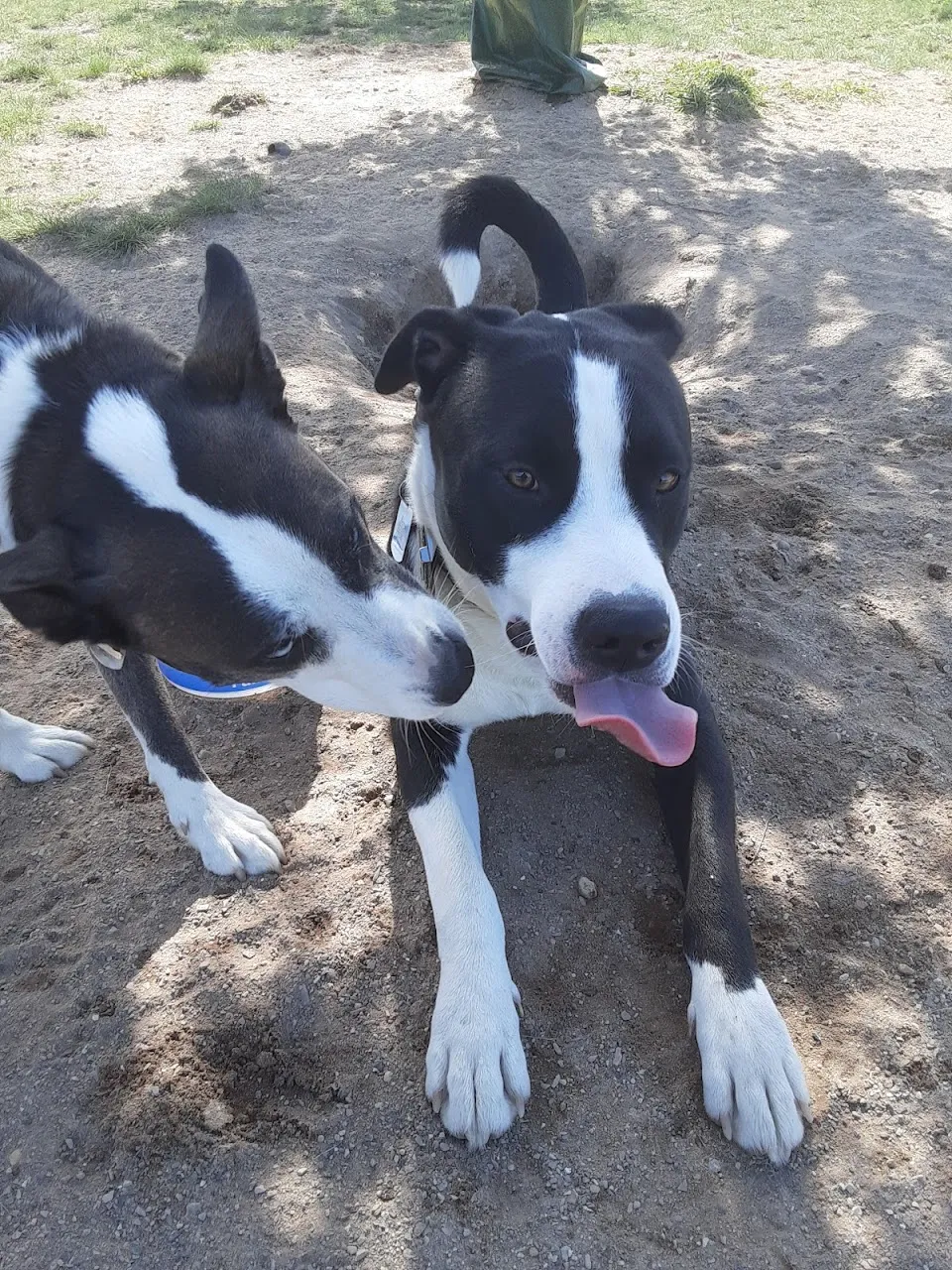 Cadillac Dog Park