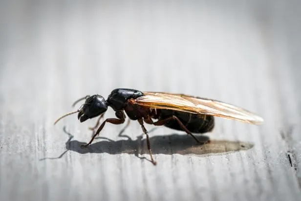 South Carolina Pest Control