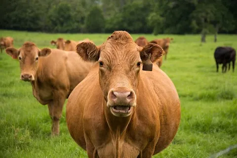 Arrowhead Beef
