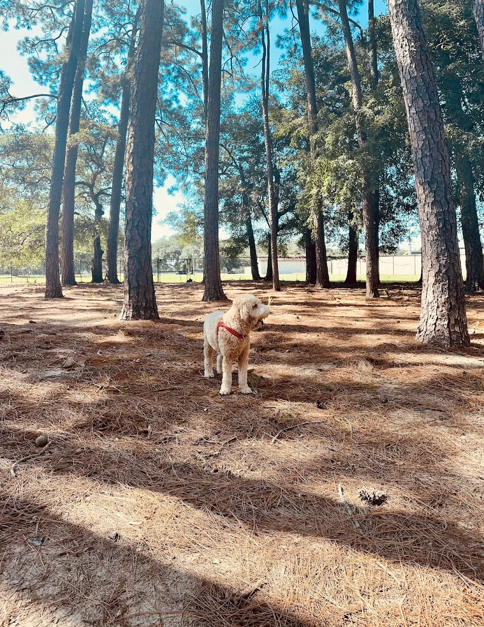 Herty Pines Dog Park