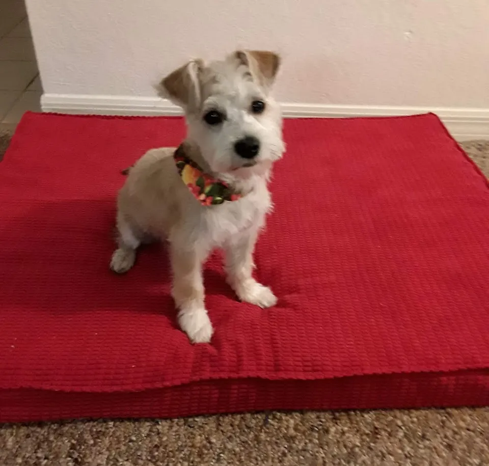 All Pet Grooming