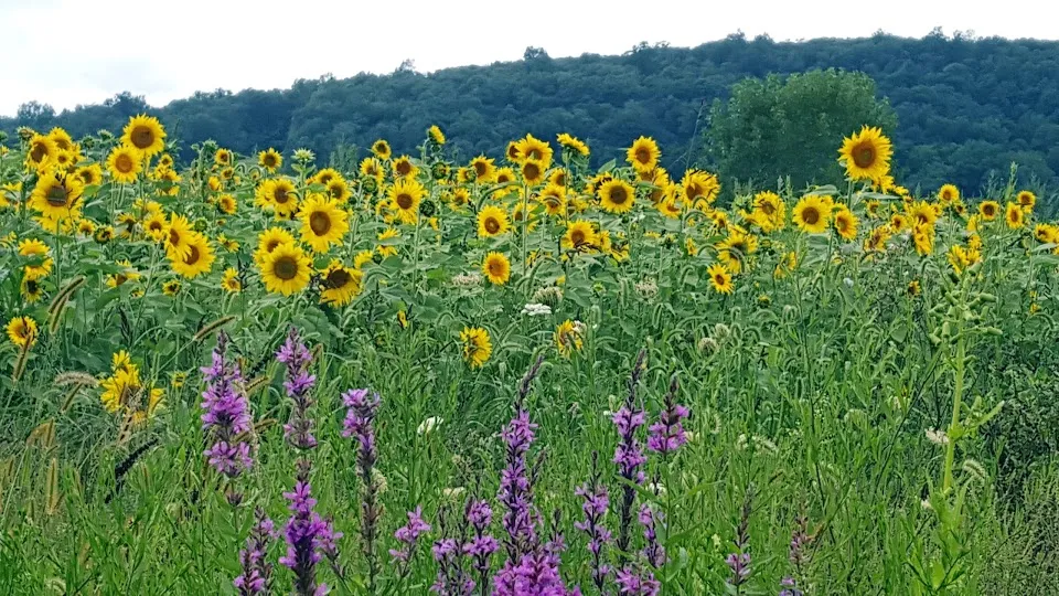 Sycamore Farms