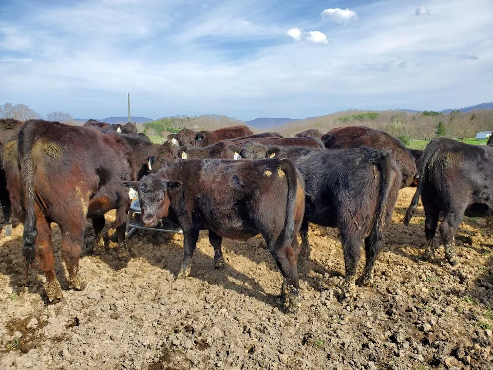 R-N-F Farms