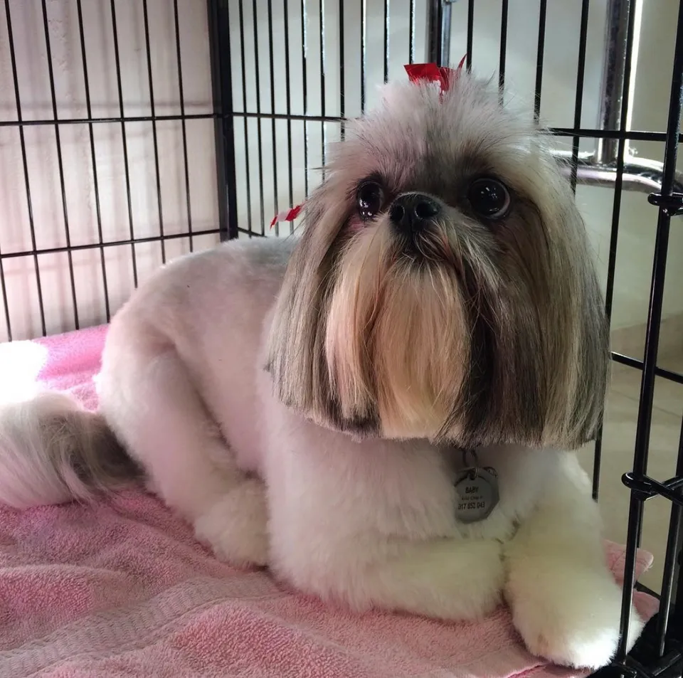 Shannon's Dog Grooming Shop