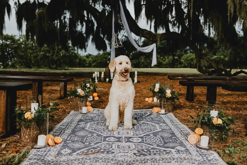 Goldenbear Event Rentals