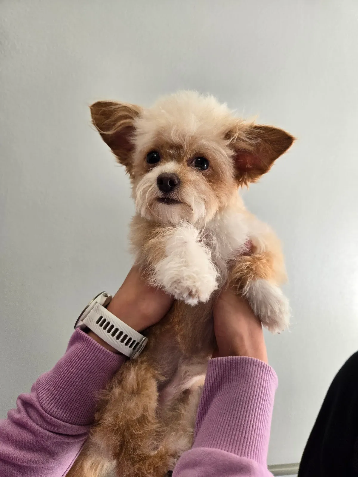 Petco Grooming