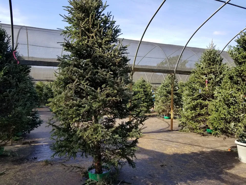 Ergle Christmas Tree Farm