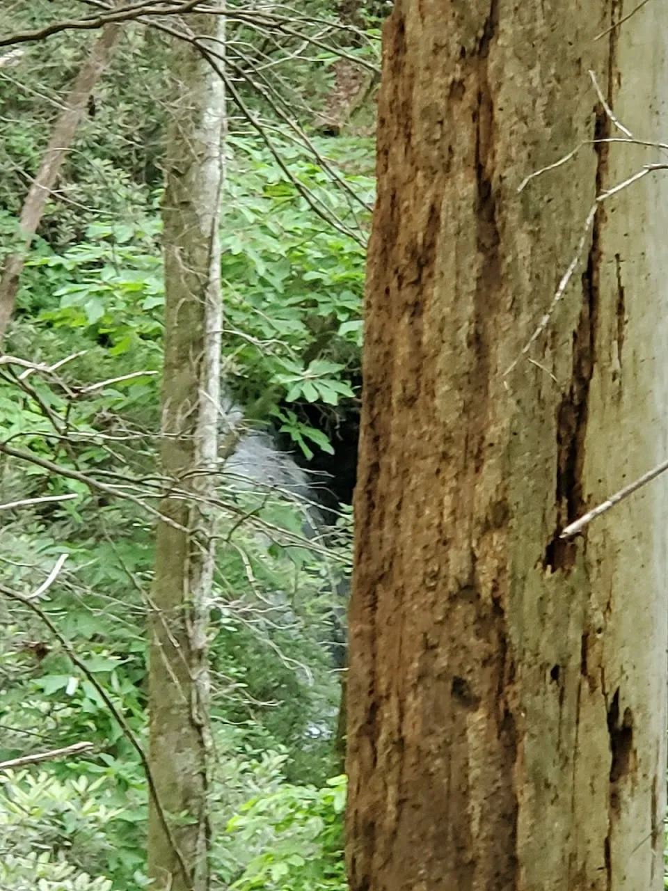 Camp Branch Falls
