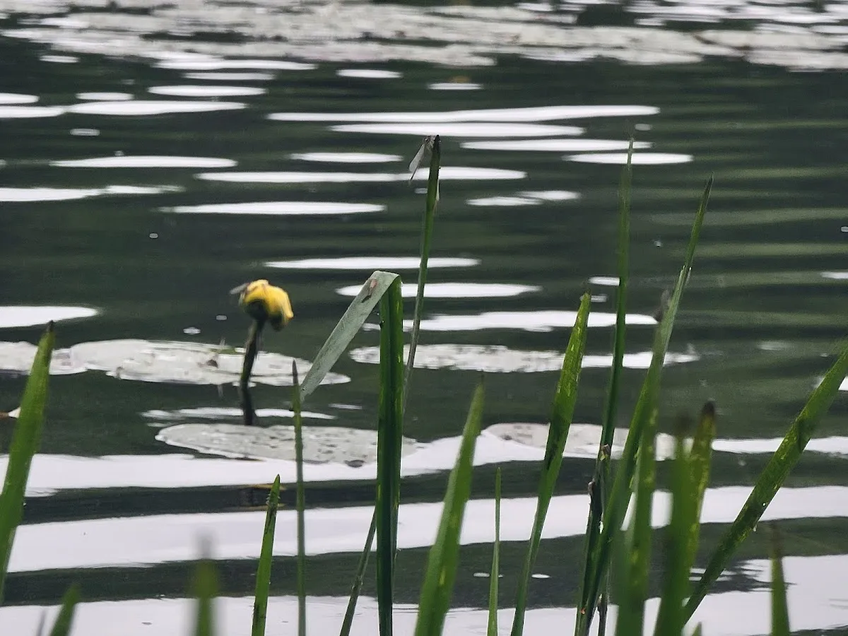 Mallet Pond State Forest