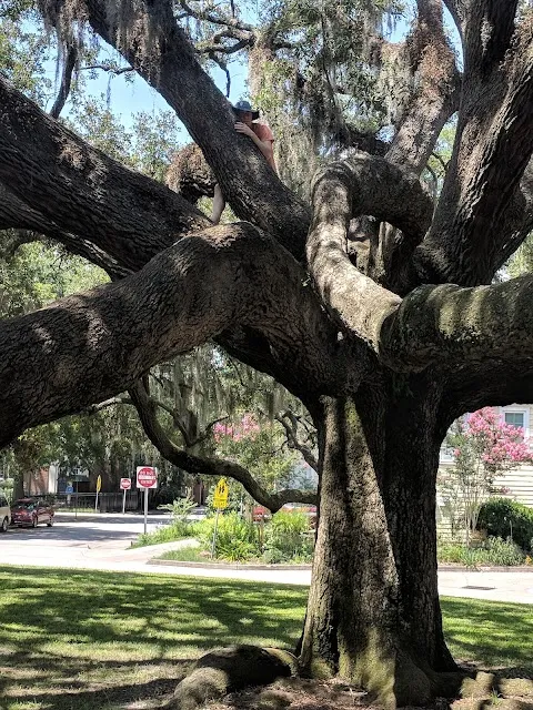 McCauley Park