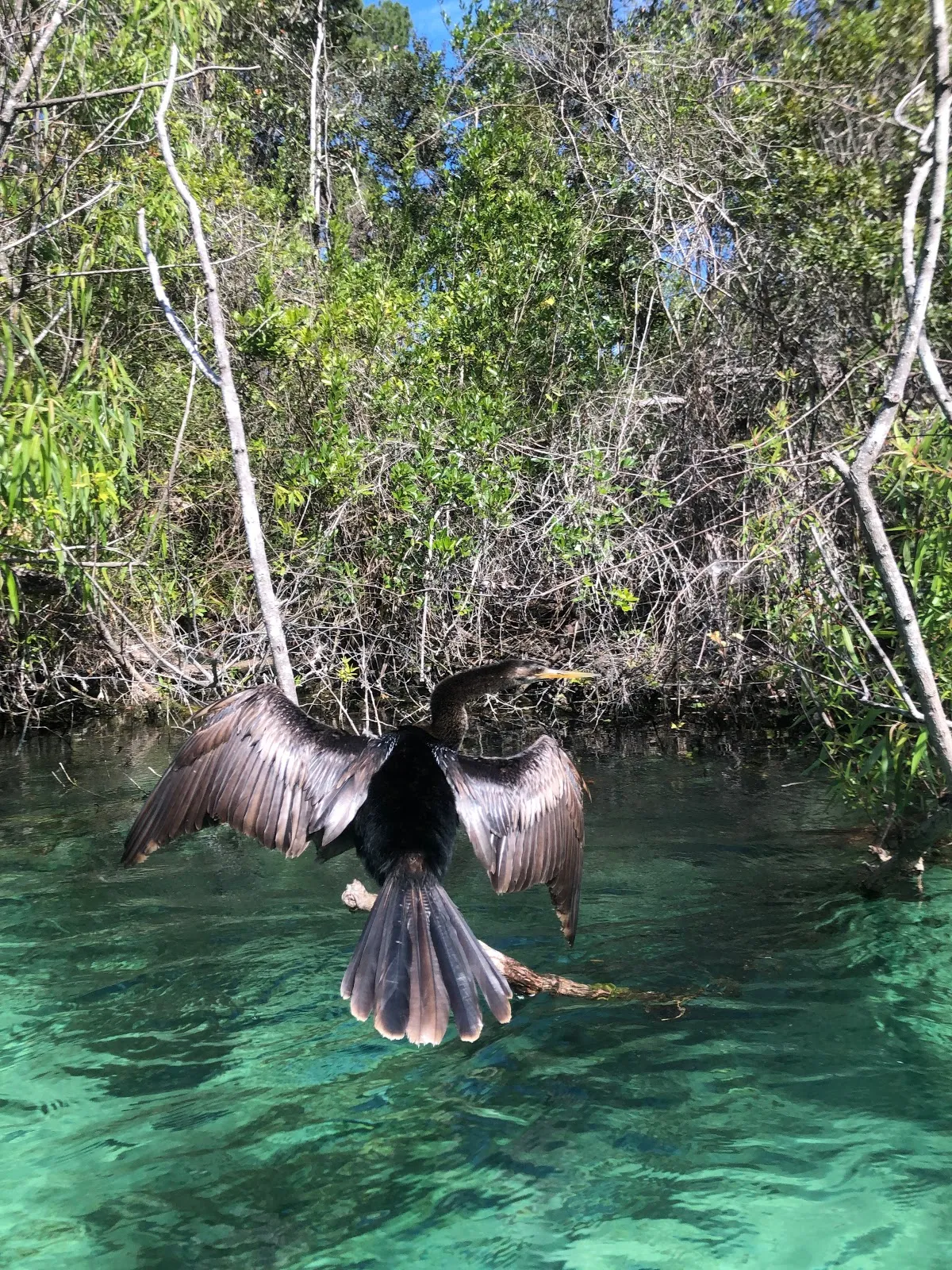 Weeki Wachee River