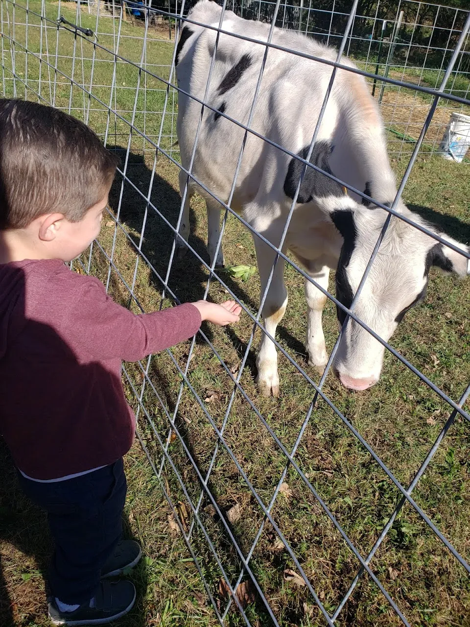 Wagon Wheel Farm LLC