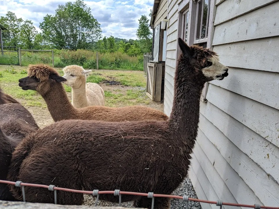 Dreamland Alpacas LLC