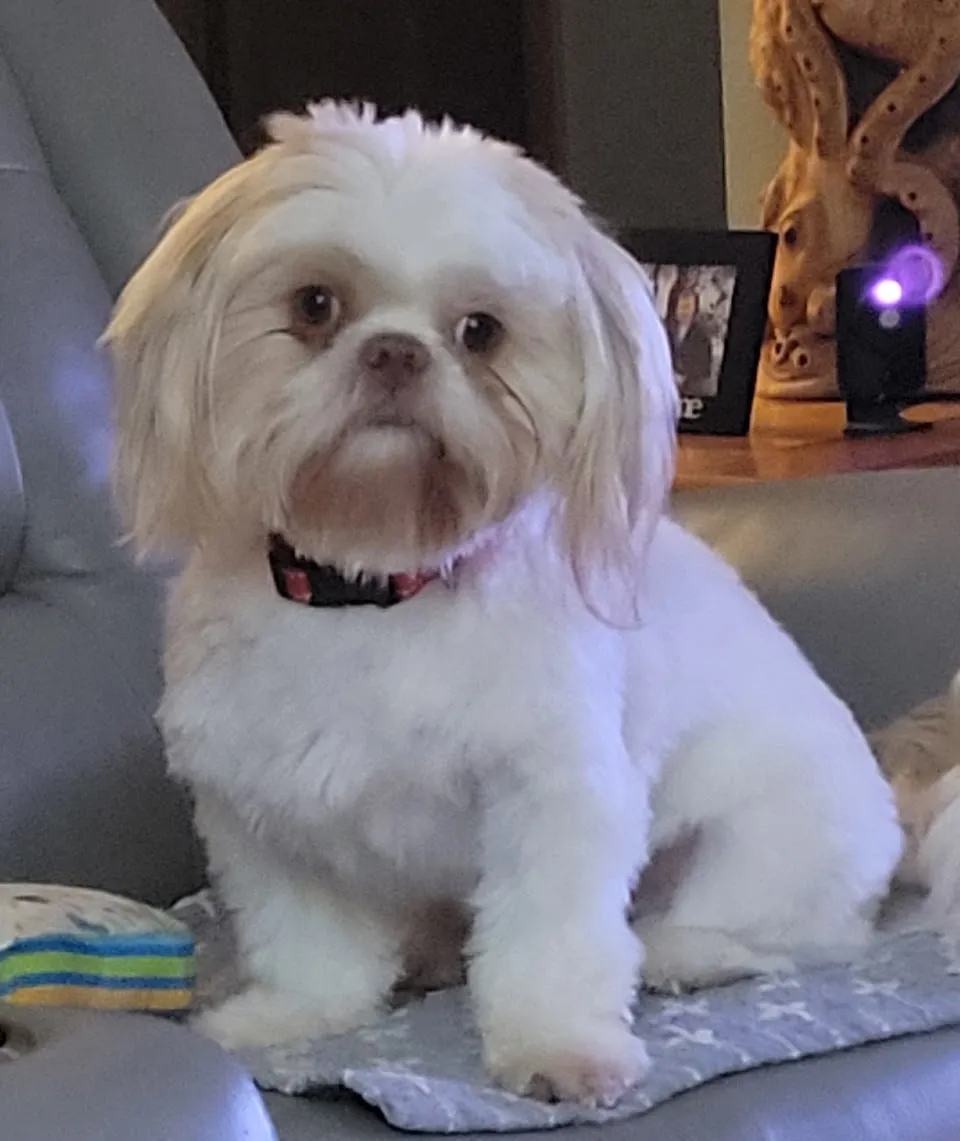 Dog grooming by Kim