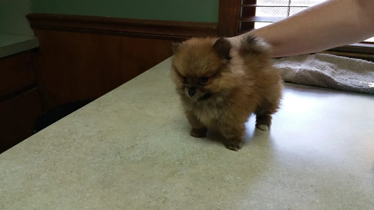 Southern Paws Animal Medical Center