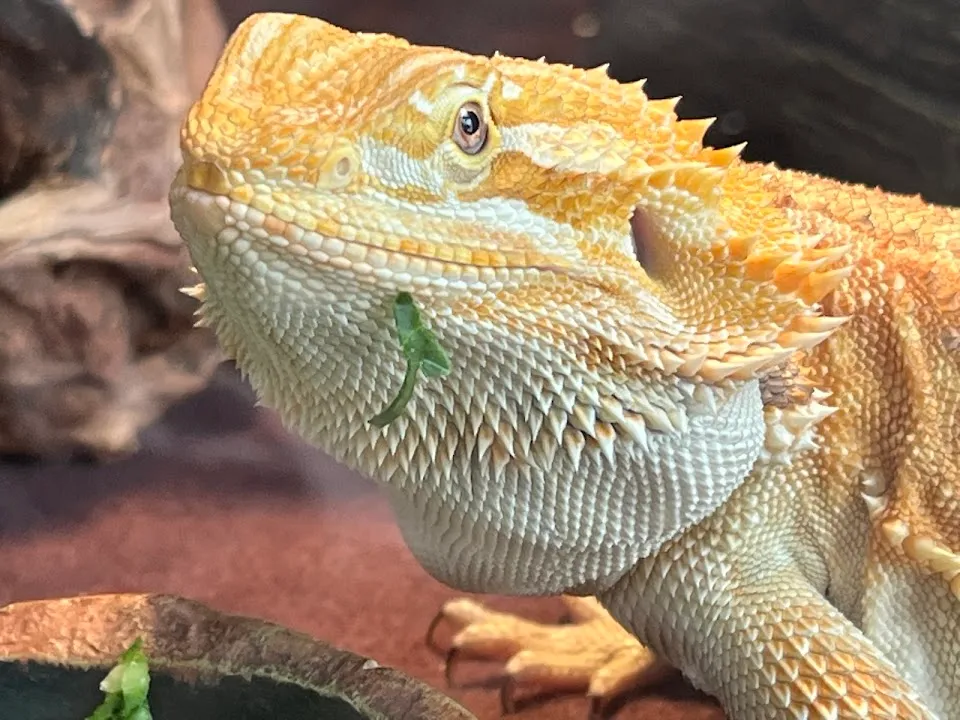 Petsense by Tractor Supply