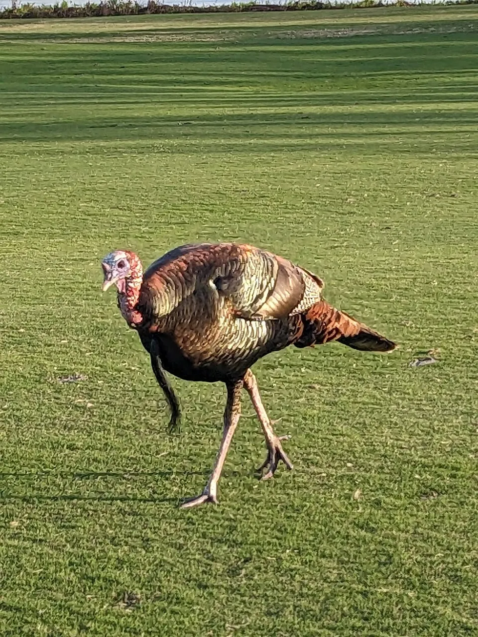 Cypress Head Golf Club