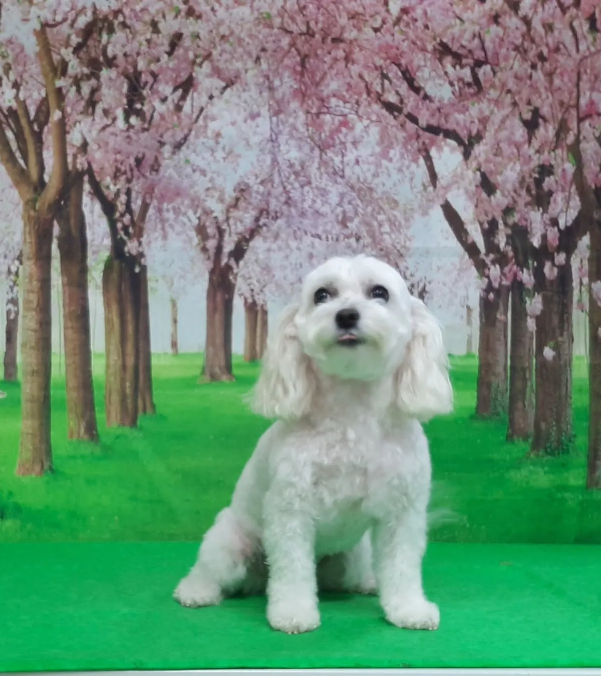Reu's Corner Pet Spa