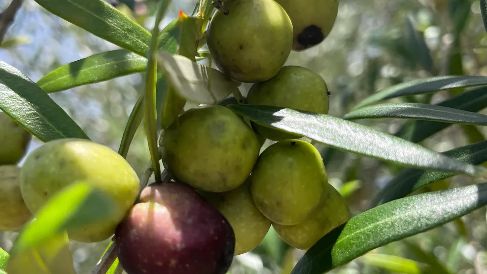 The Olive Grove