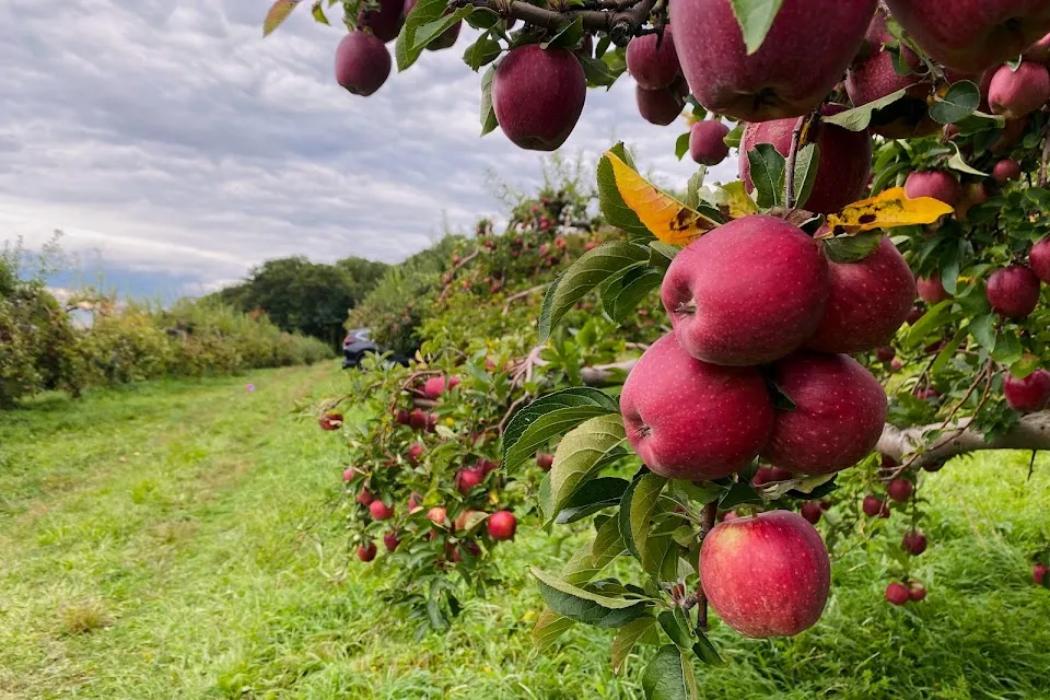 Masker Orchards