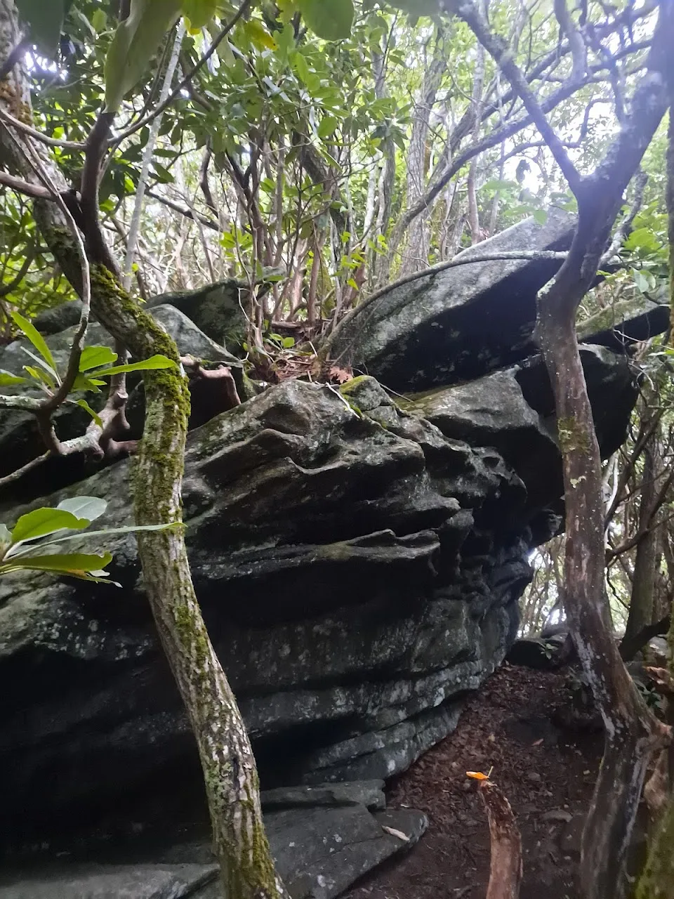 Picken's Nose
